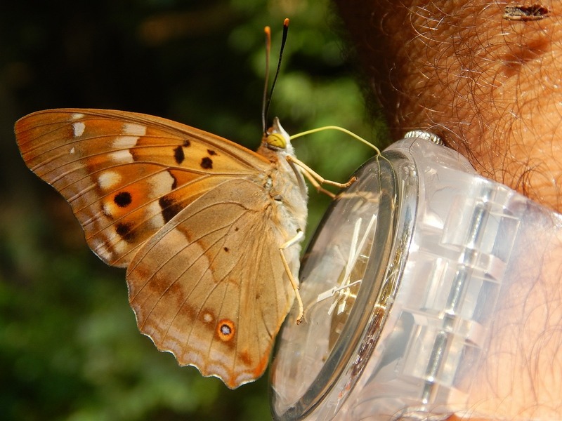 Apatura ilia : parco del ticino